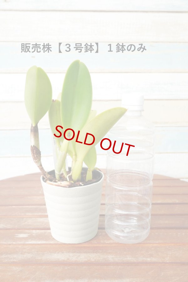 画像7: 【美しいセミアルバ系のミディカトレア】C.Dorothy Oka`Yumi`（交配種）カトレア類　ドロシーオカ｀ユミ｀ (7)