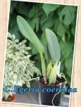画像2: C.Egeria coerulea　カトレア　エゲリア　セルレア （開花サイズ株） (2)