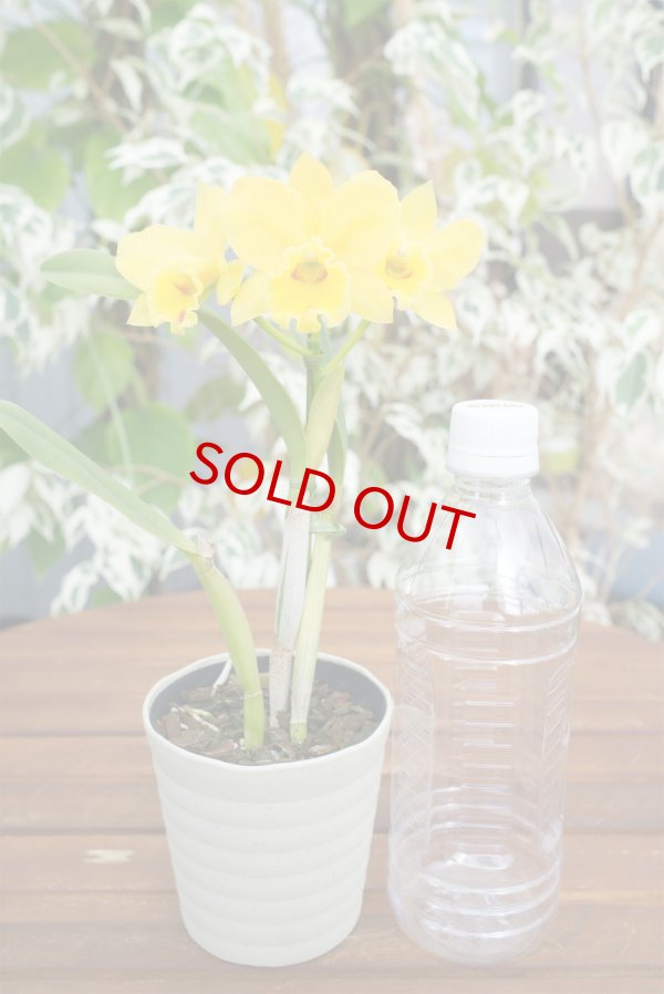 画像4: 【花持ちの良いミニカトレア】Rth.Free Spirit（交配種）ミニカトレア類　フリースピリット (4)