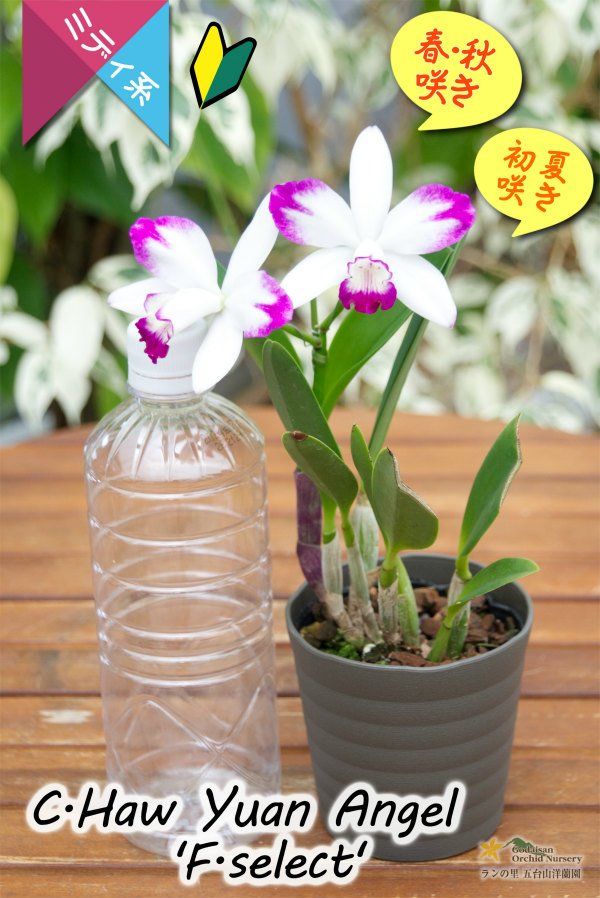 画像6: 【隈取のようなブラシラインが印象的なミディカトレア】C.Haw Yuan Angel 'F.select'（交配種）カトレア　ハウヤンエンジェル 'エフ.セレクト' (6)