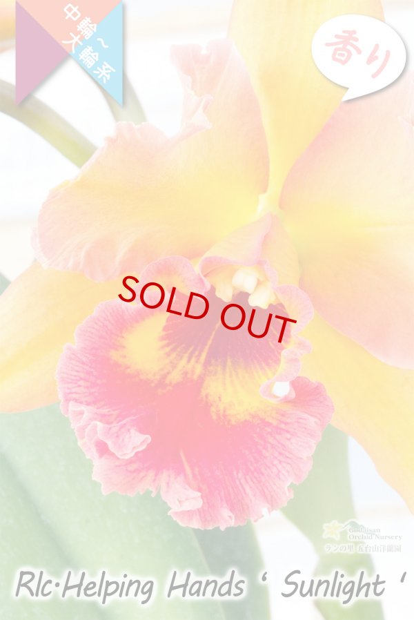 画像3: 【美しいオレンジ系の中輪花厚弁花】Rlc.Helping Hands ’Sunlight’ （交配種）カトレア類　ヘルピングハンズ　‘サンライト’ (3)
