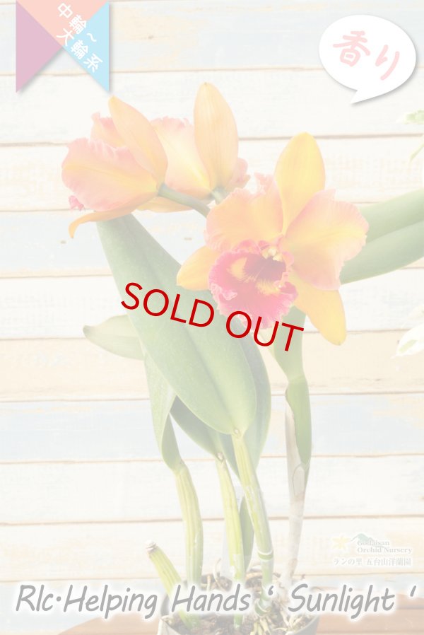 画像6: 【美しいオレンジ系の中輪花厚弁花】Rlc.Helping Hands ’Sunlight’ （交配種）カトレア類　ヘルピングハンズ　‘サンライト’ (6)