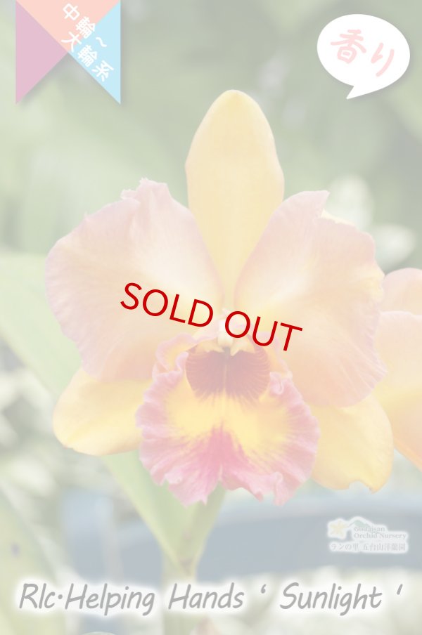画像2: 【美しいオレンジ系の中輪花厚弁花】Rlc.Helping Hands ’Sunlight’ （交配種）カトレア類　ヘルピングハンズ　‘サンライト’ (2)