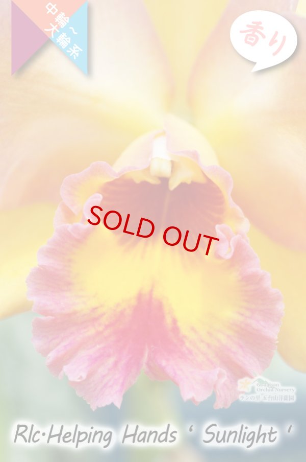 画像4: 【美しいオレンジ系の中輪花厚弁花】Rlc.Helping Hands ’Sunlight’ （交配種）カトレア類　ヘルピングハンズ　‘サンライト’ (4)