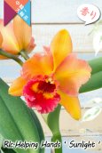 画像1: 【美しいオレンジ系の中輪花厚弁花】Rlc.Helping Hands ’Sunlight’ （交配種）カトレア類　ヘルピングハンズ　‘サンライト’ (1)
