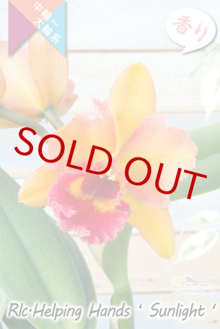 70726f647563742f636174746c6579