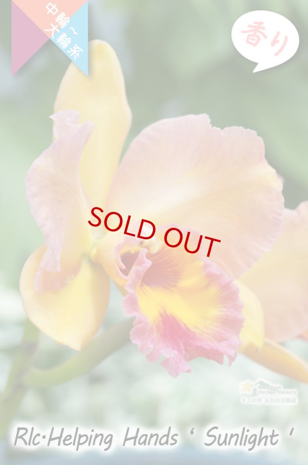 画像5: 【美しいオレンジ系の中輪花厚弁花】Rlc.Helping Hands ’Sunlight’ （交配種）カトレア類　ヘルピングハンズ　‘サンライト’ (5)