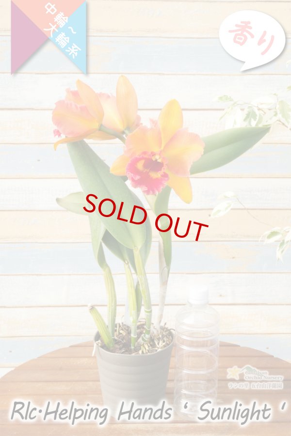 画像7: 【美しいオレンジ系の中輪花厚弁花】Rlc.Helping Hands ’Sunlight’ （交配種）カトレア類　ヘルピングハンズ　‘サンライト’ (7)