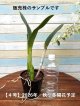 【2026年秋〜冬】開花予定株・開花サイズ（花は付いておりません。ご注意下さい。）