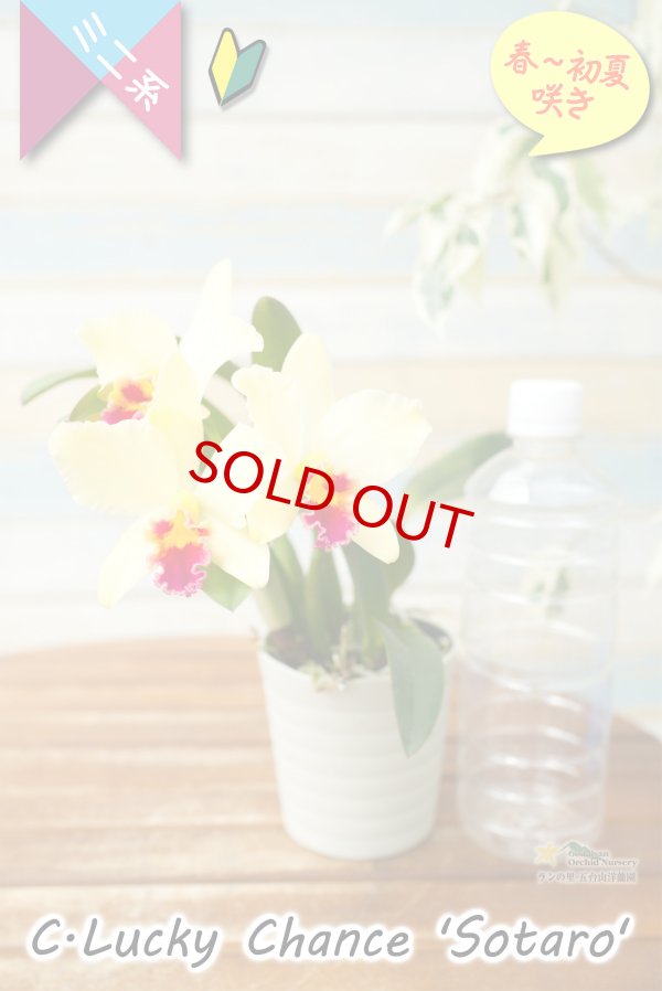 画像4: 【レモン色の花弁に赤リップが映える♫ミニカトレア】C. Lucky Chance 'Sotaro'（交配種）カトレア　ラッキーチャンス 'ソウタロウ' (4)