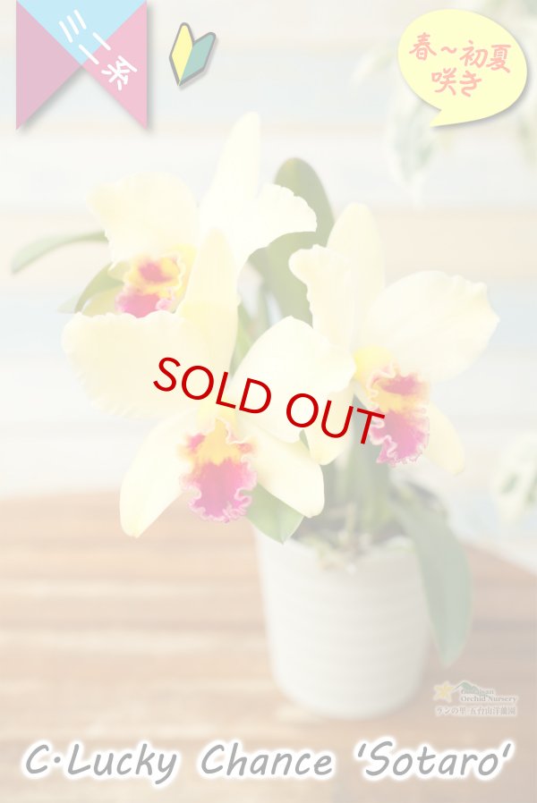 画像3: 【レモン色の花弁に赤リップが映える♫ミニカトレア】C. Lucky Chance 'Sotaro'（交配種）カトレア　ラッキーチャンス 'ソウタロウ' (3)