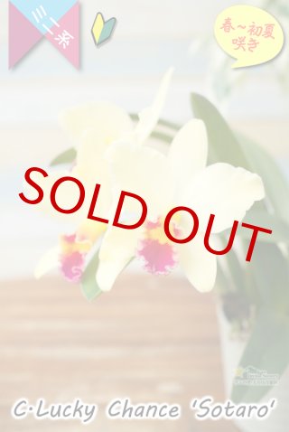 初夏咲き - 洋蘭専門店 ランの里 五台山洋蘭園