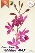 画像1: 【オンシジウムの様に咲き誇る】Enanthleya Middleburg‘MAJ'（交配種）エナンスレア ミドルバーグ'MAJ’AM/AOS (1)