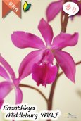 画像4: 【オンシジウムの様に咲き誇る】Enanthleya Middleburg‘MAJ'（交配種）エナンスレア ミドルバーグ'MAJ’AM/AOS (4)