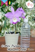 画像10: 【極大輪♫明るいアイリスカラーのミニカトレア】C.Mini Purple ‘Autumn Pink'（交配種）カトレア　ミニパープル 'オータムピンク’(OG分) (10)