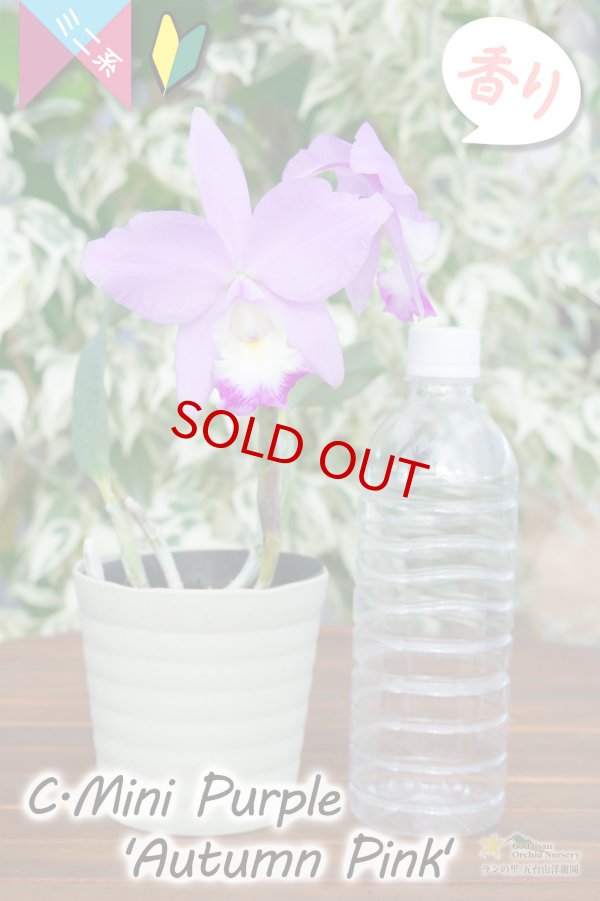 画像10: 【極大輪♫明るいアイリスカラーのミニカトレア】C.Mini Purple ‘Autumn Pink'（交配種）カトレア　ミニパープル 'オータムピンク’(OG分) (10)