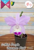 画像7: 【極大輪♫明るいアイリスカラーのミニカトレア】C.Mini Purple ‘Autumn Pink'（交配種）カトレア　ミニパープル 'オータムピンク’(OG分) (7)