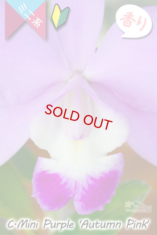 画像6: 【極大輪♫明るいアイリスカラーのミニカトレア】C.Mini Purple ‘Autumn Pink'（交配種）カトレア　ミニパープル 'オータムピンク’(OG分) (6)