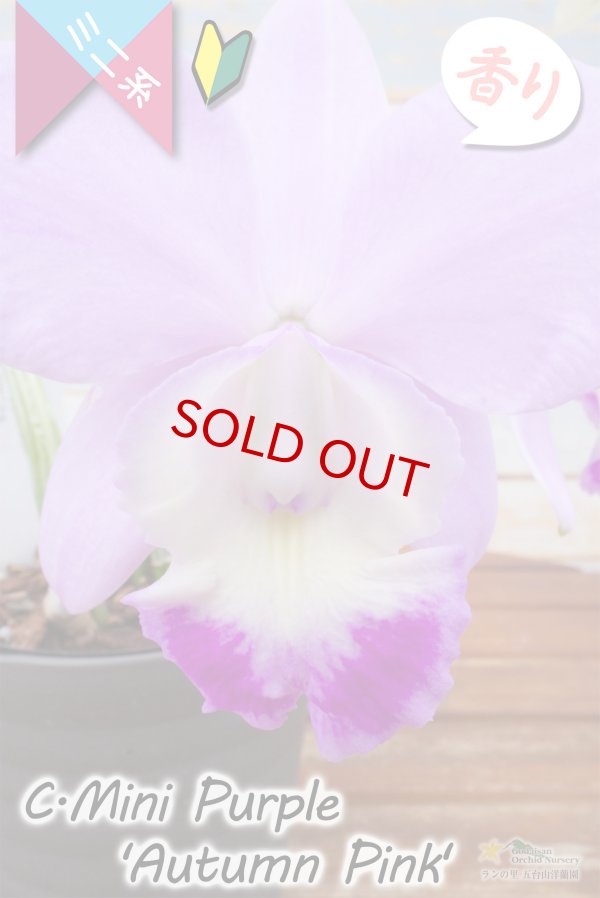 画像5: 【極大輪♫明るいアイリスカラーのミニカトレア】C.Mini Purple ‘Autumn Pink'（交配種）カトレア　ミニパープル 'オータムピンク’(OG分) (5)
