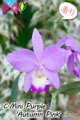 画像4: 【極大輪♫明るいアイリスカラーのミニカトレア】C.Mini Purple ‘Autumn Pink'（交配種）カトレア　ミニパープル 'オータムピンク’(OG分) (4)