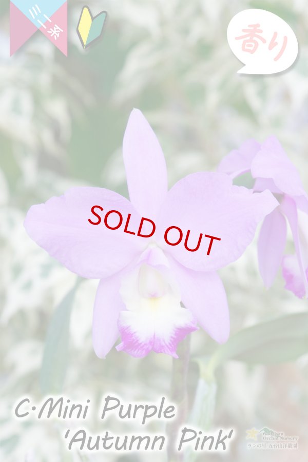 画像4: 【極大輪♫明るいアイリスカラーのミニカトレア】C.Mini Purple ‘Autumn Pink'（交配種）カトレア　ミニパープル 'オータムピンク’(OG分) (4)