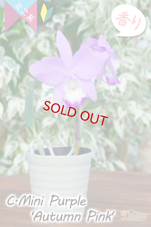 画像8: 【極大輪♫明るいアイリスカラーのミニカトレア】C.Mini Purple ‘Autumn Pink'（交配種）カトレア　ミニパープル 'オータムピンク’(OG分) (8)