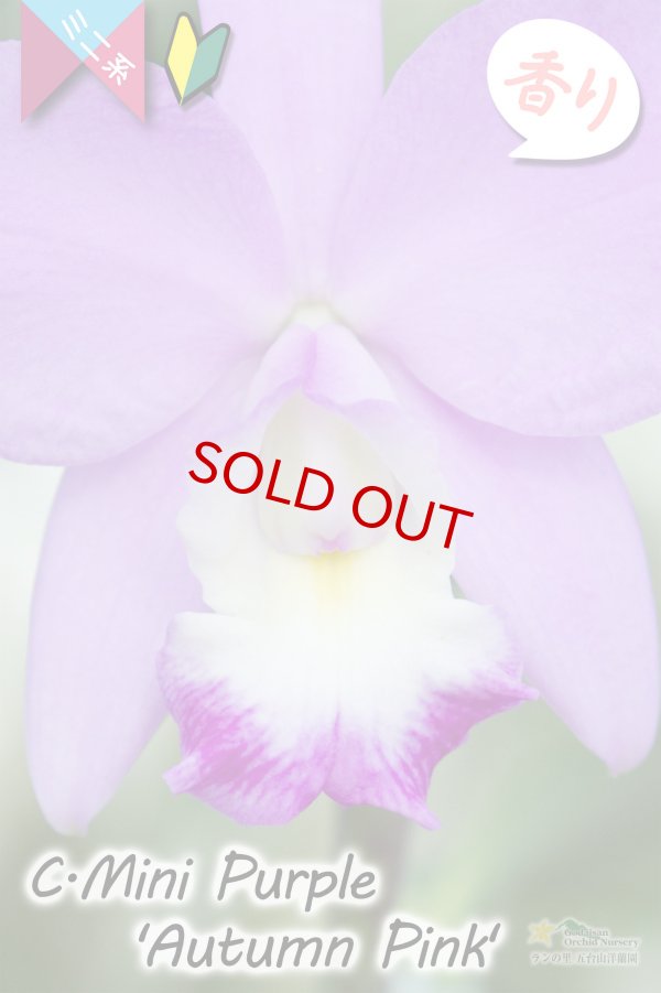 画像3: 【極大輪♫明るいアイリスカラーのミニカトレア】C.Mini Purple ‘Autumn Pink'（交配種）カトレア　ミニパープル 'オータムピンク’(OG分) (3)