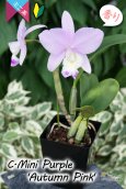 画像9: 【極大輪♫明るいアイリスカラーのミニカトレア】C.Mini Purple ‘Autumn Pink'（交配種）カトレア　ミニパープル 'オータムピンク’(OG分) (9)