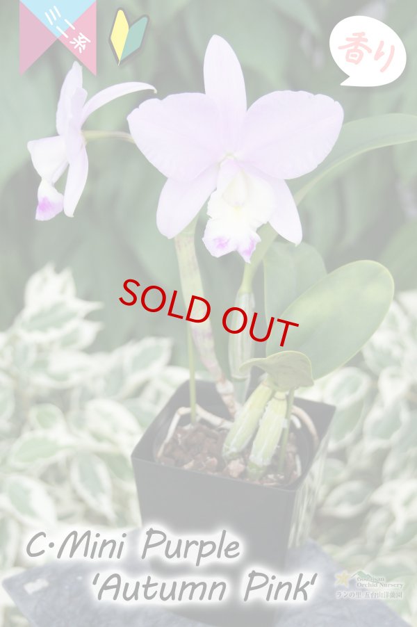 画像9: 【極大輪♫明るいアイリスカラーのミニカトレア】C.Mini Purple ‘Autumn Pink'（交配種）カトレア　ミニパープル 'オータムピンク’(OG分) (9)