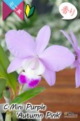 画像2: 【極大輪♫明るいアイリスカラーのミニカトレア】C.Mini Purple ‘Autumn Pink'（交配種）カトレア　ミニパープル 'オータムピンク’(OG分) (2)