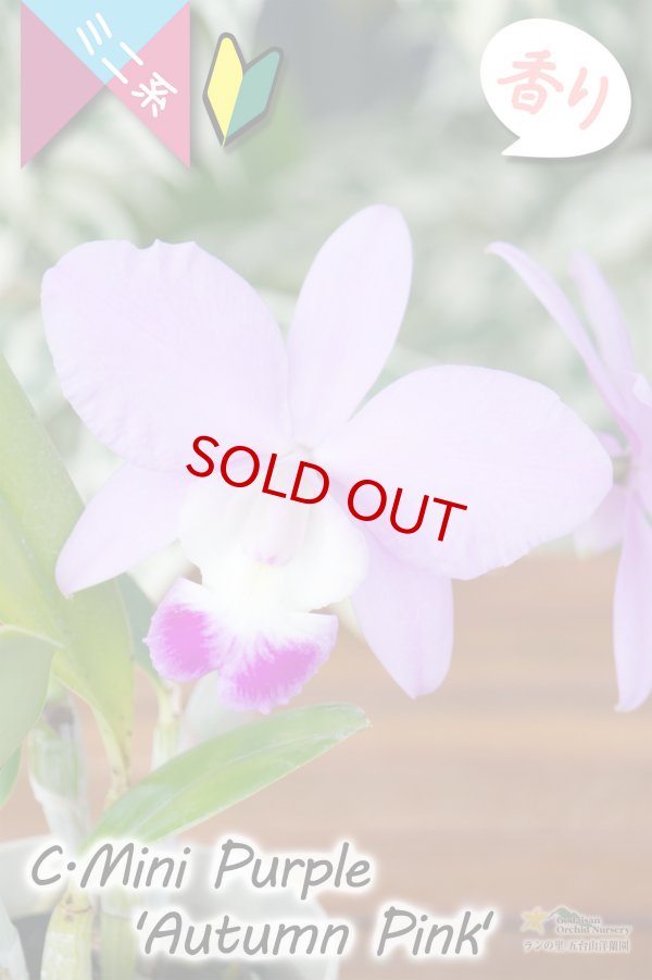 画像2: 【極大輪♫明るいアイリスカラーのミニカトレア】C.Mini Purple ‘Autumn Pink'（交配種）カトレア　ミニパープル 'オータムピンク’(OG分) (2)