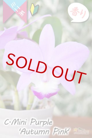 70726f647563742f636174746c6579