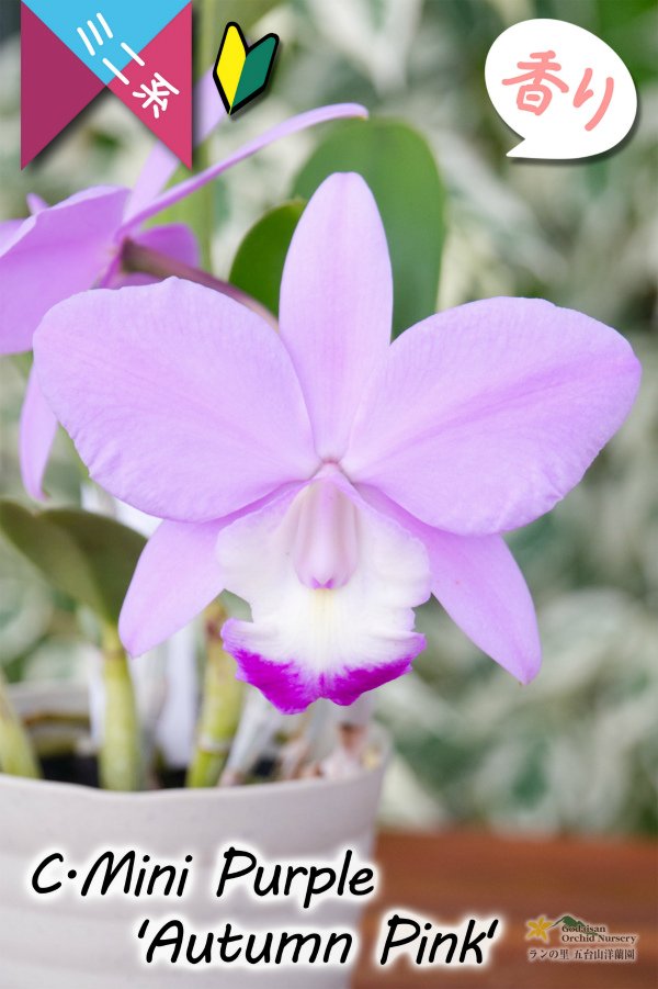 画像1: 【極大輪♫明るいアイリスカラーのミニカトレア】C.Mini Purple ‘Autumn Pink'（交配種）カトレア　ミニパープル 'オータムピンク’(OG分) (1)
