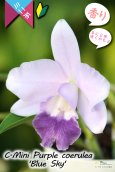 画像1: 【年に２回花が咲く可能性のあるミニカトレア】C.Mini Purple coerulea ‘Blue Sky'（交配種）カトレア　ミニパープル セルレア'ブルースカイ’ (1)