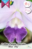 画像2: 【年に２回花が咲く可能性のあるミニカトレア】C.Mini Purple coerulea ‘Blue Sky'（交配種）カトレア　ミニパープル セルレア'ブルースカイ’ (2)