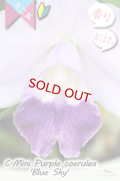 年に2回花が咲く可能性のあるミニカトレア】C.Mini Purple coerulea