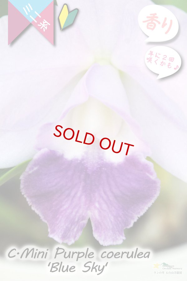 画像2: 【年に２回花が咲く可能性のあるミニカトレア】C.Mini Purple coerulea ‘Blue Sky'（交配種）カトレア　ミニパープル セルレア'ブルースカイ’ (2)