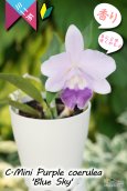 画像3: 【年に２回花が咲く可能性のあるミニカトレア】C.Mini Purple coerulea ‘Blue Sky'（交配種）カトレア　ミニパープル セルレア'ブルースカイ’ (3)