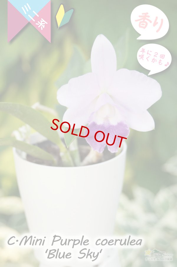 画像3: 【年に２回花が咲く可能性のあるミニカトレア】C.Mini Purple coerulea ‘Blue Sky'（交配種）カトレア　ミニパープル セルレア'ブルースカイ’ (3)