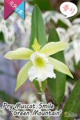 画像2: 【原種の雰囲気漂う♫思った以上に大きい花を咲かせるカトレア】Prosrhyncholeya(Pry.) Muscat  Smile ‘Green  Mountain’（交配種）プロスリンコレヤ　マスカット・スマイル‘グリーン・マウンテン’ (2)