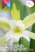 画像6: 【原種の雰囲気漂う♫思った以上に大きい花を咲かせるカトレア】Prosrhyncholeya(Pry.) Muscat  Smile ‘Green  Mountain’（交配種）プロスリンコレヤ　マスカット・スマイル‘グリーン・マウンテン’ (6)