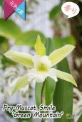 画像3: 【原種の雰囲気漂う♫思った以上に大きい花を咲かせるカトレア】Prosrhyncholeya(Pry.) Muscat  Smile ‘Green  Mountain’（交配種）プロスリンコレヤ　マスカット・スマイル‘グリーン・マウンテン’ (3)