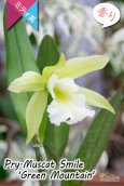 画像1: 【原種の雰囲気漂う♫思った以上に大きい花を咲かせるカトレア】Prosrhyncholeya(Pry.) Muscat  Smile ‘Green  Mountain’（交配種）プロスリンコレヤ　マスカット・スマイル‘グリーン・マウンテン’ (1)