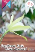 画像7: 【原種の雰囲気漂う♫思った以上に大きい花を咲かせるカトレア】Prosrhyncholeya(Pry.) Muscat  Smile ‘Green  Mountain’（交配種）プロスリンコレヤ　マスカット・スマイル‘グリーン・マウンテン’ (7)