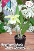画像8: 【原種の雰囲気漂う♫思った以上に大きい花を咲かせるカトレア】Prosrhyncholeya(Pry.) Muscat  Smile ‘Green  Mountain’（交配種）プロスリンコレヤ　マスカット・スマイル‘グリーン・マウンテン’ (8)