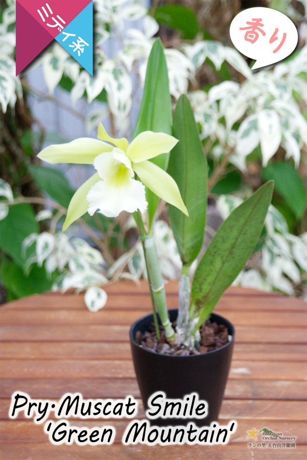 画像8: 【原種の雰囲気漂う♫思った以上に大きい花を咲かせるカトレア】Prosrhyncholeya(Pry.) Muscat  Smile ‘Green  Mountain’(交配種)プロスリンコレヤ マスカット・スマイル‘グリーン・マウンテン’ (8)