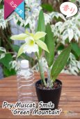 画像9: 【原種の雰囲気漂う♫思った以上に大きい花を咲かせるカトレア】Prosrhyncholeya(Pry.) Muscat  Smile ‘Green  Mountain’（交配種）プロスリンコレヤ　マスカット・スマイル‘グリーン・マウンテン’ (9)