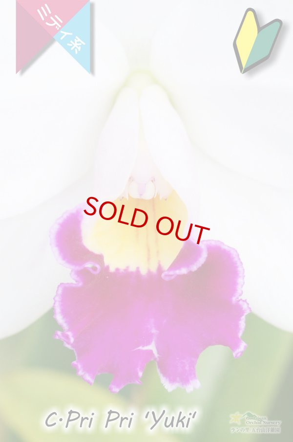 画像2: 【紅白のミニカトレア】C.Pri Pri 'Yuki'（交配種）カトレア　プリプリ 'ユキ' (2)
