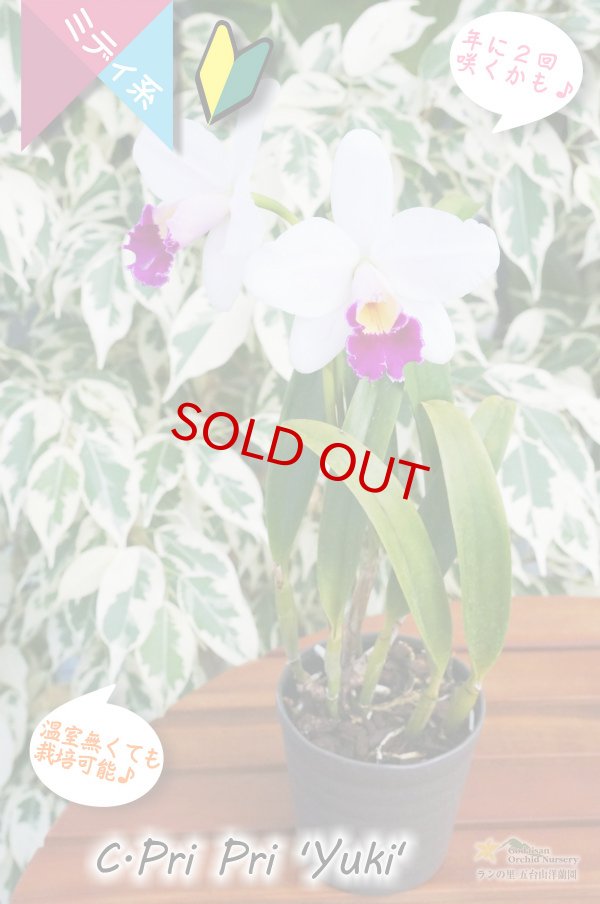 画像4: 【紅白のミニカトレア】C.Pri Pri 'Yuki'（交配種）カトレア　プリプリ 'ユキ' (4)