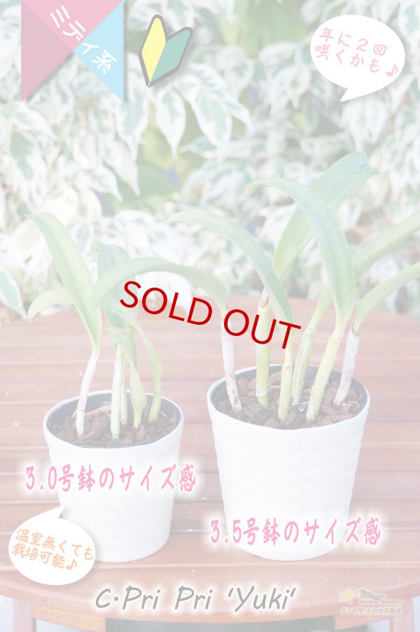 画像5: 【紅白のミニカトレア】C.Pri Pri 'Yuki'（交配種）カトレア　プリプリ 'ユキ' (5)